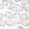 Immunohistochemistry of paraffin-embedded Human placenta using KL Polyclonal Antibody at dilution of  1:200 (40x lens).