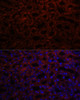 Immunofluorescence analysis of Rat kidney using KL Polyclonal Antibody at dilution of  1:100. Blue: DAPI for nuclear staining.