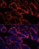 Immunofluorescence analysis of Human placenta using KL Polyclonal Antibody at dilution of  1:100. Blue: DAPI for nuclear staining.