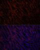 Immunofluorescence analysis of Mouse kidney using KL Polyclonal Antibody at dilution of  1:100. Blue: DAPI for nuclear staining.