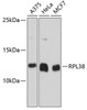 Western blot analysis of extracts of various cell lines using RPL38 Polyclonal Antibody at dilution of 1:3000.