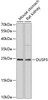 Western blot analysis of extracts of various cell lines using DUSP3 Polyclonal Antibody at dilution of 1:3000.