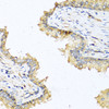 Immunohistochemistry of paraffin-embedded Human prostate using DEFB121 Polyclonal Antibody at dilution of  1:100 (40x lens).