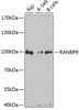 Western blot analysis of extracts of various cell lines using RANBP9 Polyclonal Antibody at dilution of 1:3000.