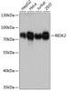 Western blot analysis of extracts of various cell lines using RIOK2 Polyclonal Antibody at dilution of 1:3000.