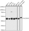 Western blot analysis of extracts of various cell lines using SLC25A24 Polyclonal Antibody at dilution of 1:1000.