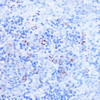 Immunohistochemistry of paraffin-embedded Rat spleen using SHMT2 Polyclonal Antibody at dilution of  1:100 (40x lens).