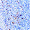 Immunohistochemistry of paraffin-embedded Mouse spleen using SHMT2 Polyclonal Antibody at dilution of  1:100 (40x lens).