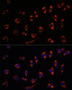 Immunofluorescence analysis of L929 cells using SHMT2 Polyclonal Antibody at dilution of  1:100. Blue: DAPI for nuclear staining.