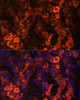 Immunofluorescence analysis of Human liver cancer cells using BHMT Polyclonal Antibody at dilution of  1:100. Blue: DAPI for nuclear staining.