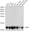 Western blot analysis of extracts of various cell lines using SNRPF Polyclonal Antibody at dilution of 1:3000.