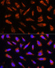 Immunofluorescence analysis of U-2 OS cells using MFGE8 Polyclonal Antibody at dilution of  1:100. Blue: DAPI for nuclear staining.