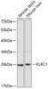 Western blot analysis of extracts of various cell lines using KLRC1 Polyclonal Antibody at dilution of 1:1000.