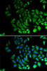 Immunofluorescence analysis of U2OS cells using PIWIL1 Polyclonal Antibody