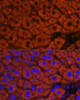 Immunofluorescence analysis of Mouse liver using F2 Polyclonal Antibody at dilution of  1:100. Blue: DAPI for nuclear staining.
