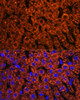 Immunofluorescence analysis of Rat liver using F2 Polyclonal Antibody at dilution of  1:100. Blue: DAPI for nuclear staining.