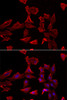 Immunofluorescence analysis of HeLa cells using ADSS Polyclonal Antibody