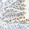 Immunohistochemistry of paraffin-embedded Mouse lung using NTF3 Polyclonal Antibody at dilution of  1:100 (40x lens).