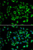 Immunofluorescence analysis of U2OS cells using PSMD13 Polyclonal Antibody