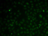 Immunofluorescence analysis of MCF7 cells using RAD51C Polyclonal Antibody