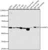 Western blot analysis of extracts of various cell lines using SHMT1 Polyclonal Antibody at dilution of 1:1000.