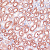 Immunohistochemistry of paraffin-embedded Mouse kidney using SHMT1 Polyclonal Antibody at dilution of  1:100 (40x lens).