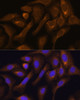 Immunofluorescence analysis of U-2 OS cells using SHMT1 Polyclonal Antibody at dilution of  1:100. Blue: DAPI for nuclear staining.