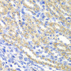 Immunohistochemistry of paraffin-embedded Rat kidney using SURF1 Polyclonal Antibody at dilution of  1:100 (40x lens).