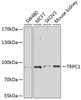 Western blot analysis of extracts of various cell lines using TRPC1 Polyclonal Antibody at dilution of 1:1000.