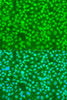 Immunofluorescence analysis of U2OS cells using SFRS9 Polyclonal Antibody at dilution of  1:100. Blue: DAPI for nuclear staining.