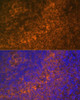 Immunofluorescence analysis of Rat spleen using TNFRSF10A Polyclonal Antibody at dilution of  1:100 (40x lens). Blue: DAPI for nuclear staining.