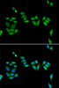 Immunofluorescence analysis of U2OS cells using JADE1 Polyclonal Antibody