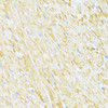 Immunohistochemistry of paraffin-embedded Rat heart using UQCR10 Polyclonal Antibody at dilution of  1:100 (40x lens).