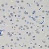 Immunohistochemistry of paraffin-embedded Rat brain using MKL1 Polyclonal Antibody