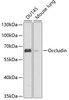 Western blot analysis of extracts of various cell lines using Occludin Polyclonal Antibody at dilution of 1:1000.