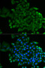 Immunofluorescence analysis of MCF-7 cells using COG2 Polyclonal Antibody