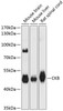 Western blot analysis of extracts of various cell lines using CKB Polyclonal Antibody at dilution of 1:3000.