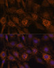 Immunofluorescence analysis of C6 cells using HIBADH Polyclonal Antibody at dilution of  1:100. Blue: DAPI for nuclear staining.