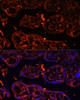 Immunofluorescence analysis of Human placenta using LGR4 Polyclonal Antibody at dilution of  1:100 (40x lens). Blue: DAPI for nuclear staining.