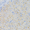 Immunohistochemistry of paraffin-embedded Rat ovary using ACADL Polyclonal Antibody at dilution of  1:100 (40x lens).