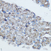 Immunohistochemistry of paraffin-embedded Rat pancreas using Aromatase Polyclonal Antibody at dilution of  1:100 (40x lens).