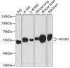 Western blot analysis of extracts of various cell lines using ACKR3 Polyclonal Antibody at dilution of 1:3000.