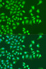 Immunofluorescence analysis of U2OS cells using NIN Polyclonal Antibody at dilution of  1:100. Blue: DAPI for nuclear staining.