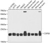 Western blot analysis of extracts of various cell lines using COPS8 Polyclonal Antibody at dilution of 1:3000.