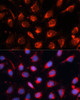 Immunofluorescence analysis of U-2OS cells using RAB7A Polyclonal Antibody at dilution of  1:100. Blue: DAPI for nuclear staining.