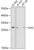 Western blot analysis of extracts of various cell lines using SLA2 Polyclonal Antibody at dilution of 1:3000.