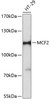 Western blot analysis of extracts of HT-29 cells using MCF2 Polyclonal Antibody at dilution of 1:3000.