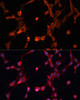 Immunofluorescence analysis of NIH/3T3 cells using P Glycoprotein Polyclonal Antibody at dilution of  1:100. Blue: DAPI for nuclear staining.