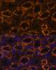 Immunofluorescence analysis of Rat kidney using SLC7A9 Polyclonal Antibody at dilution of  1:100. Blue: DAPI for nuclear staining.