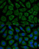 Immunofluorescence analysis of L929 cells using NDUFS2 Polyclonal Antibody at dilution of  1:100. Blue: DAPI for nuclear staining.